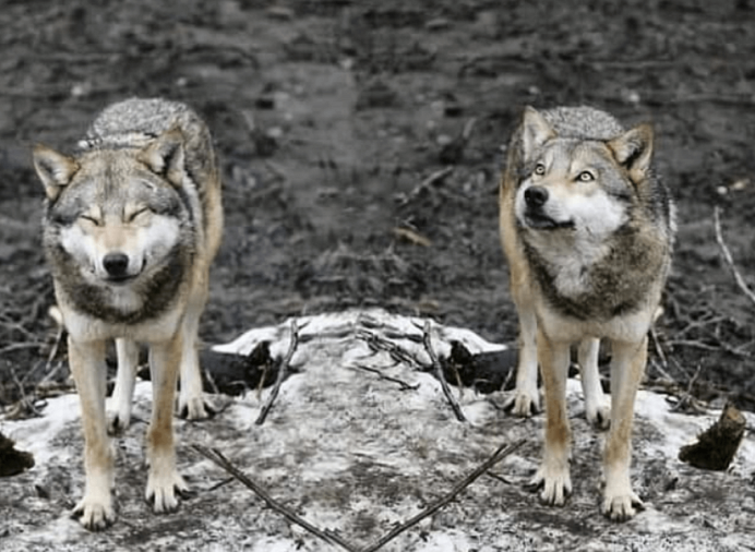 Мы волки и нас по сравнению с собаками