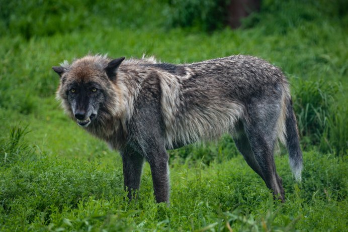 Среднерусский волк
