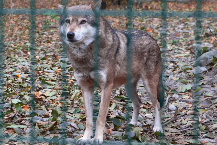 Сибирский Тундровый волк