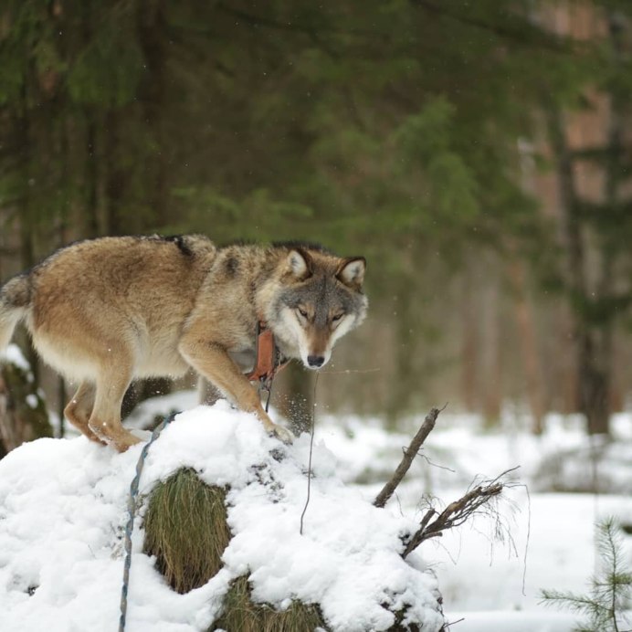 Волк Добряк