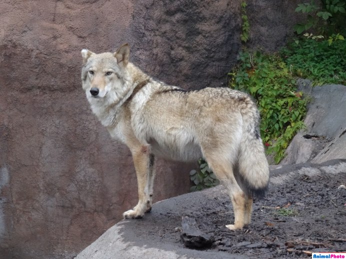 Волки в Кавказском заповеднике