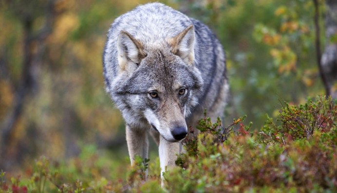 Мексиканский волк ареал