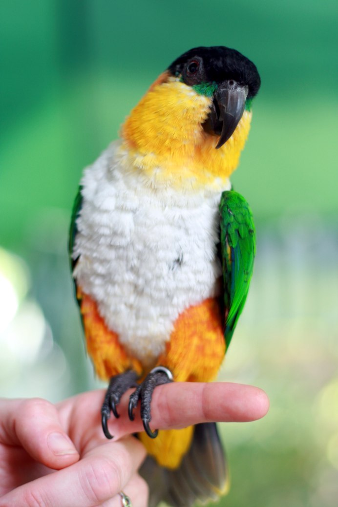 Black Parrot попугай