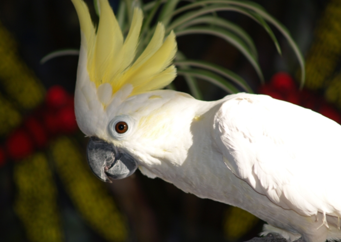 Cacatua sulphurea