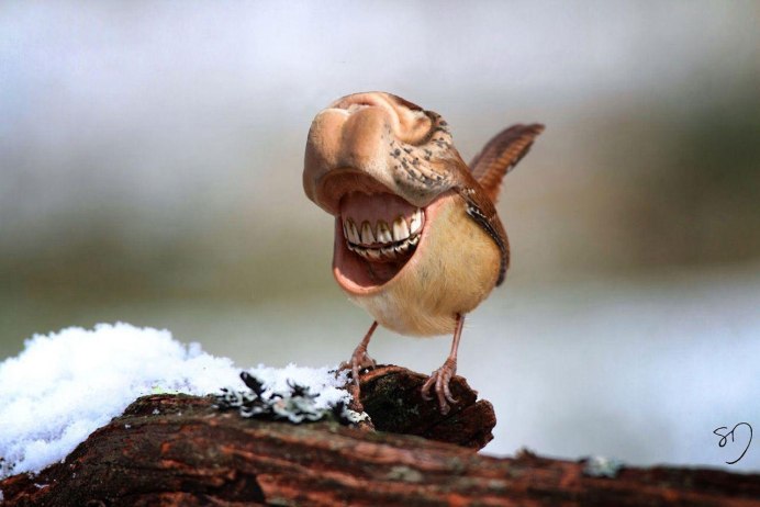 Bittern птица