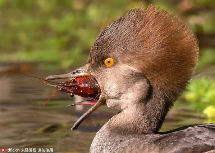 Пелагорнис (Pelagornis)