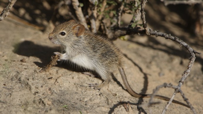 Rhabdomys pumilio