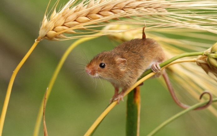 Желтогорлая мышь Apodemus flavicollis