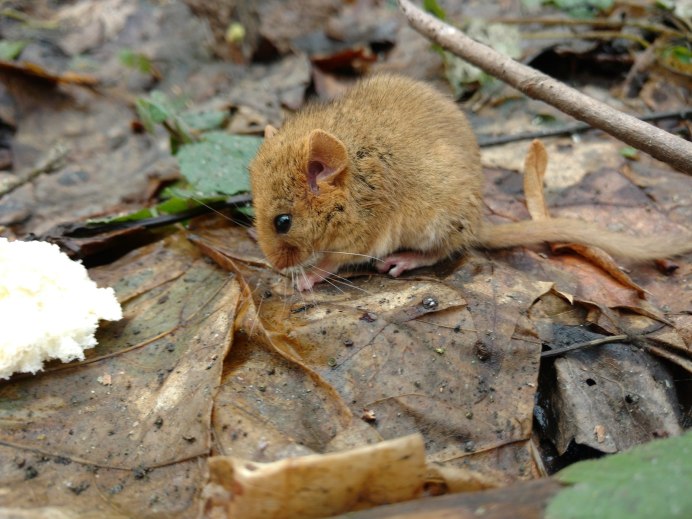 Rhabdomys pumilio