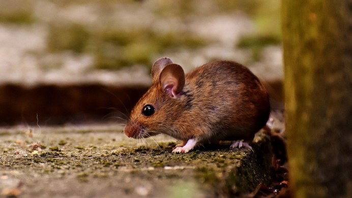 C57bl/6j ay Mice