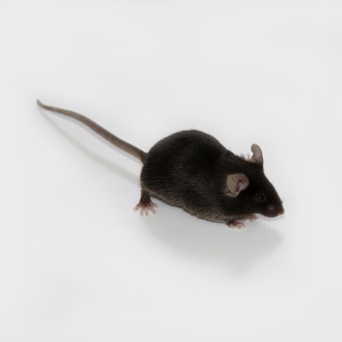 Apodemus uralensis