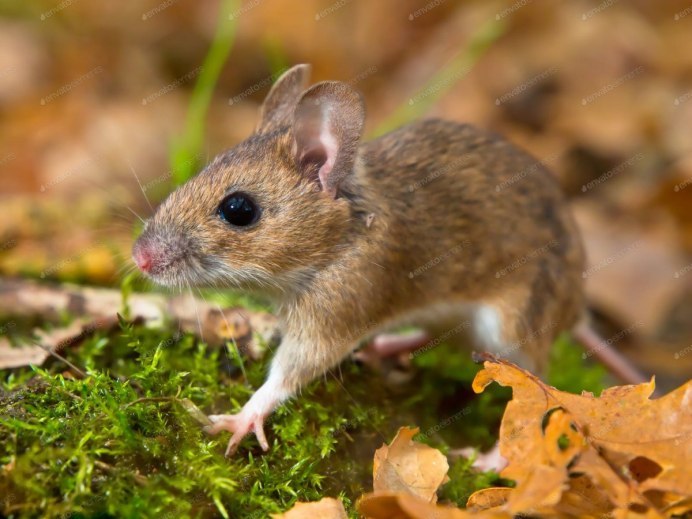Lemniscomys striatus