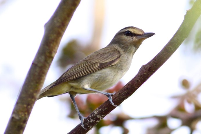 Gilocharis griseus