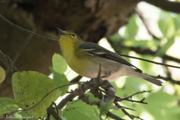 Vireo птица перевод