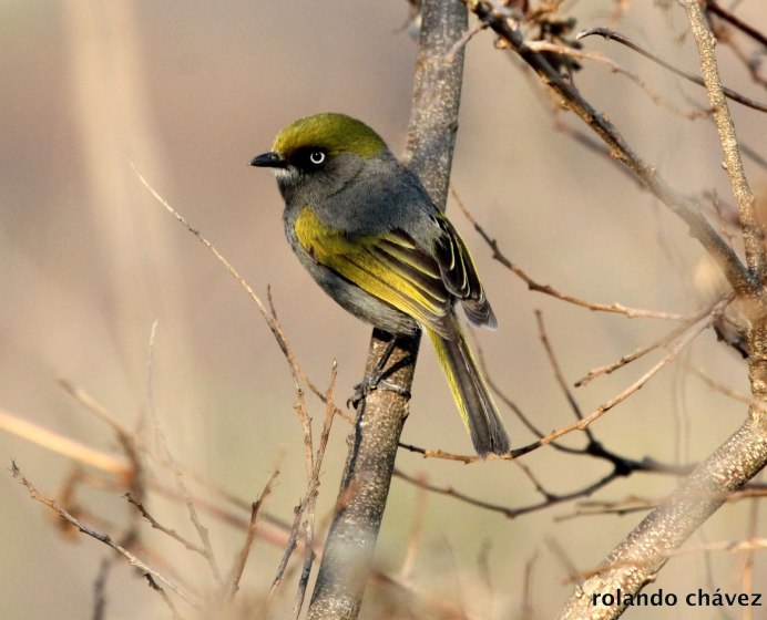 Blue Warbler птица
