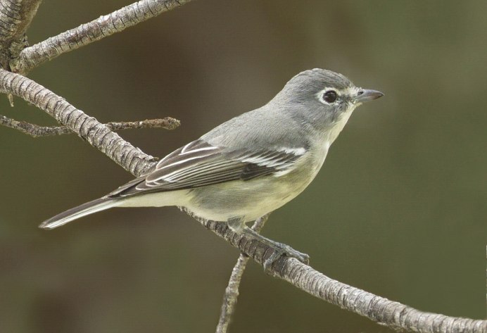 Vireo solitarius самец