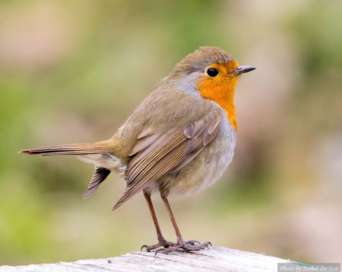 Зарянка Малиновка Красногрудка