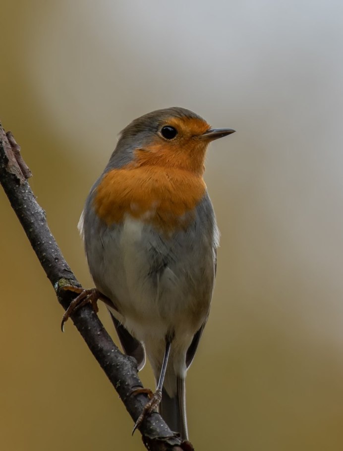 Дрозд с оранжевой грудкой