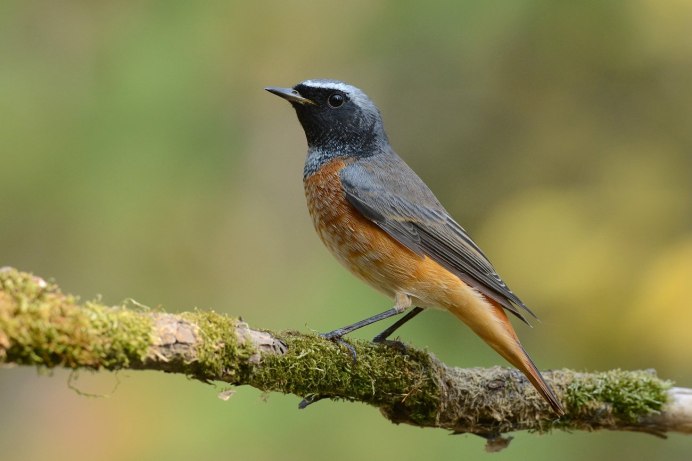 Горихвостка самка