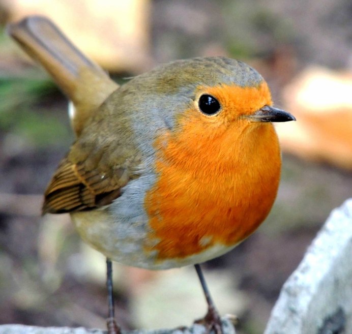 Горихвостка обыкновенная птица