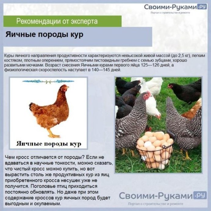 Куры Хайсекс Браун