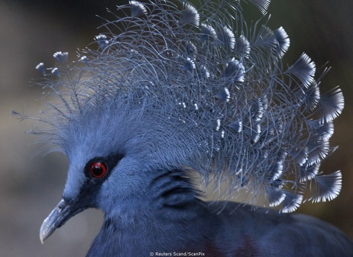 Pigeon Walking