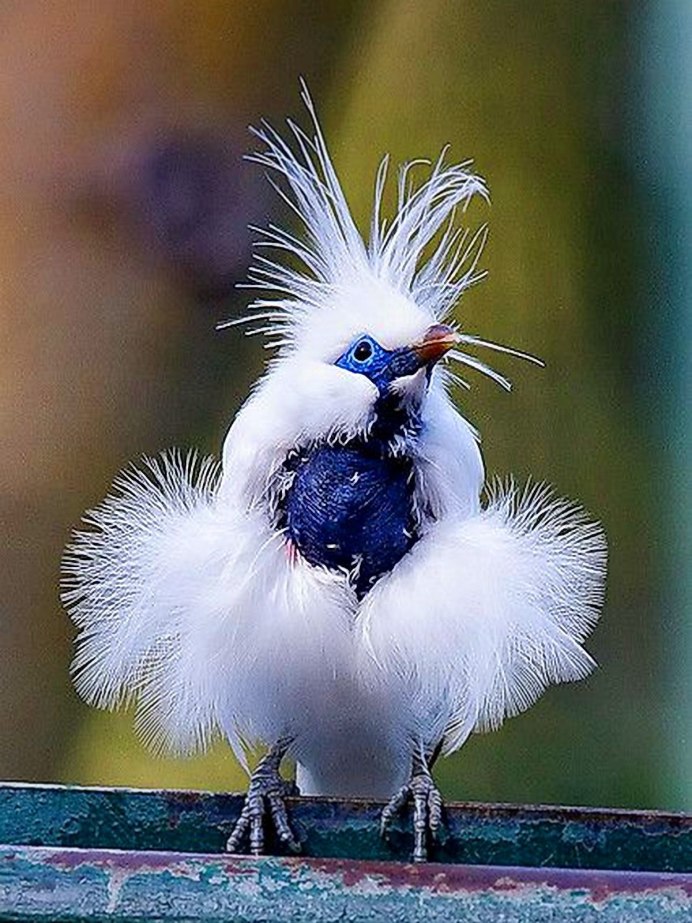 White Pigeon, Мичиган