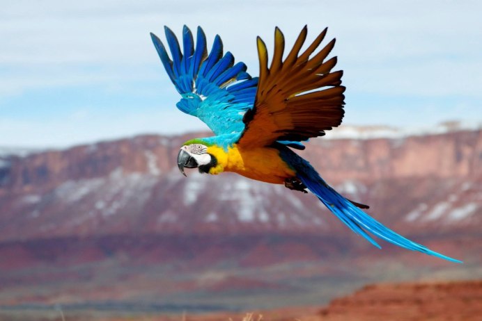 Blue Macaw попугай