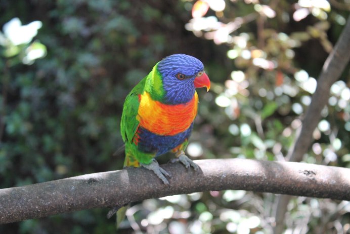 Rainbow Lorikeet попугай