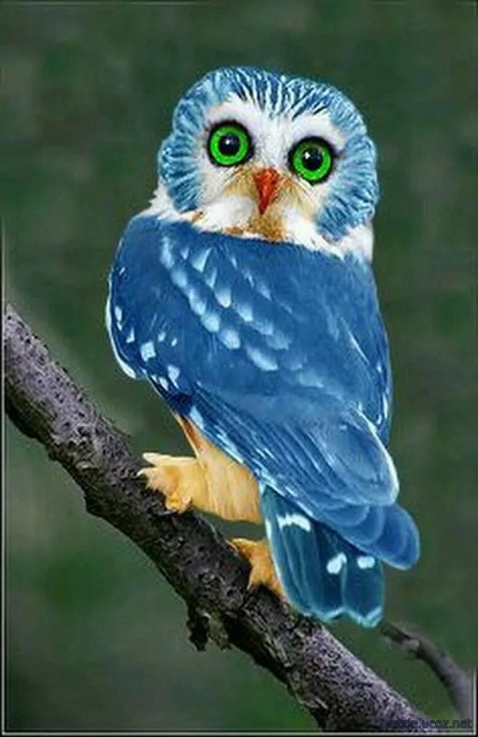 Евразийский Филин (Eurasian Eagle Owl, Bubo Bubo)