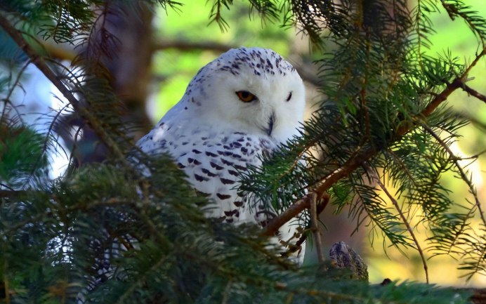 Королевский Филин
