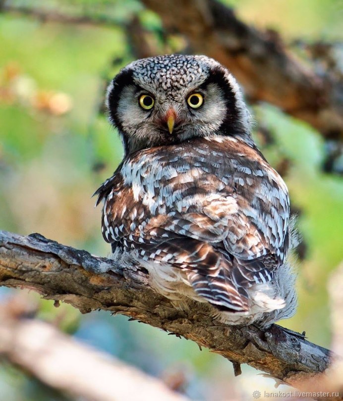 Speckled Owl