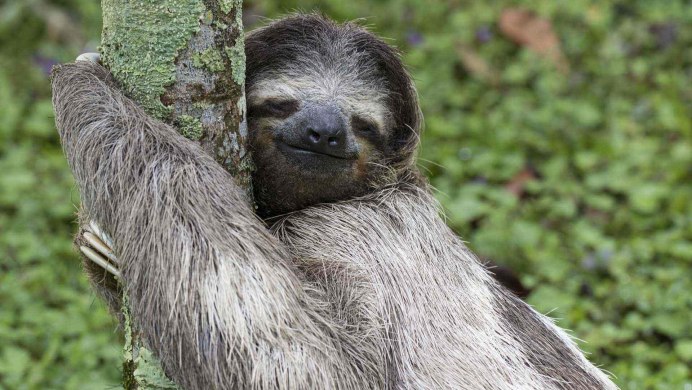 Трехпалый Ленивец