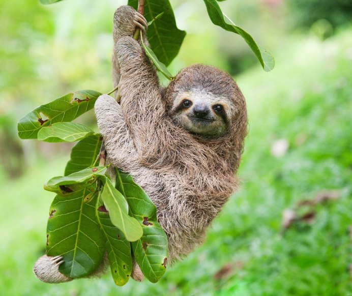 Смешной Ленивец