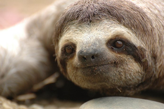 Форсаж ленивцев