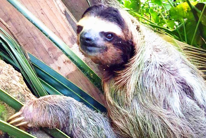 Австралийский Ленивец