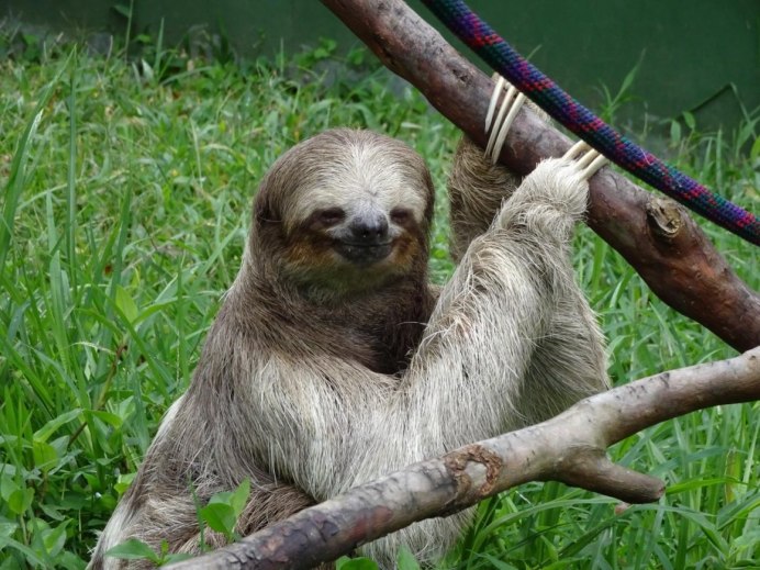 Ленивец спит