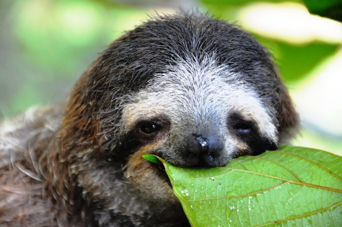 Фото Ленивец рожает