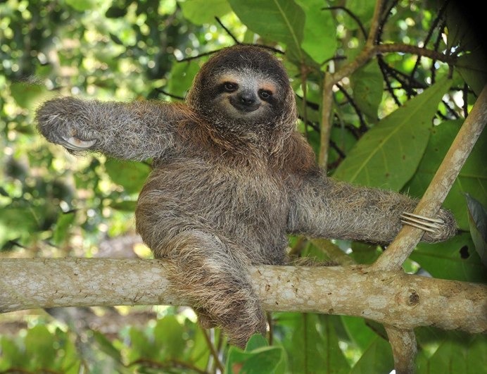 Serious Sloth