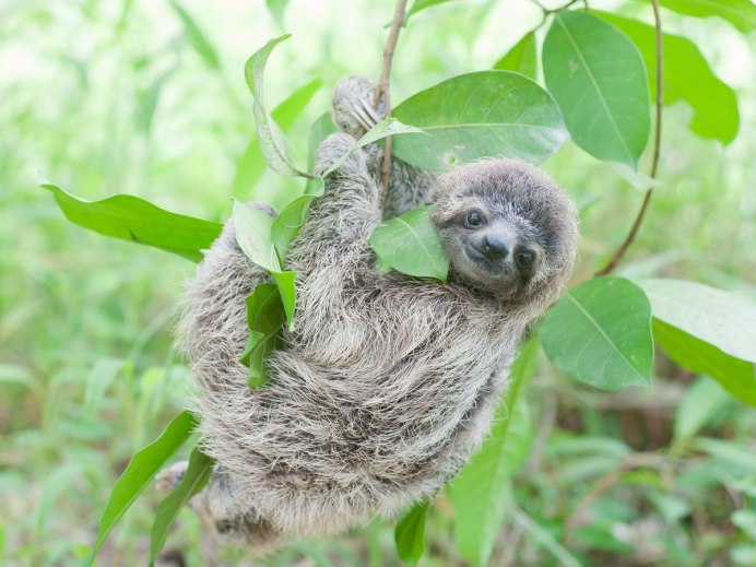 Спящий Ленивец