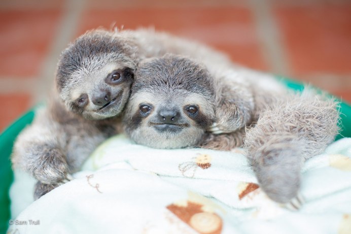 Ленивец улыбается