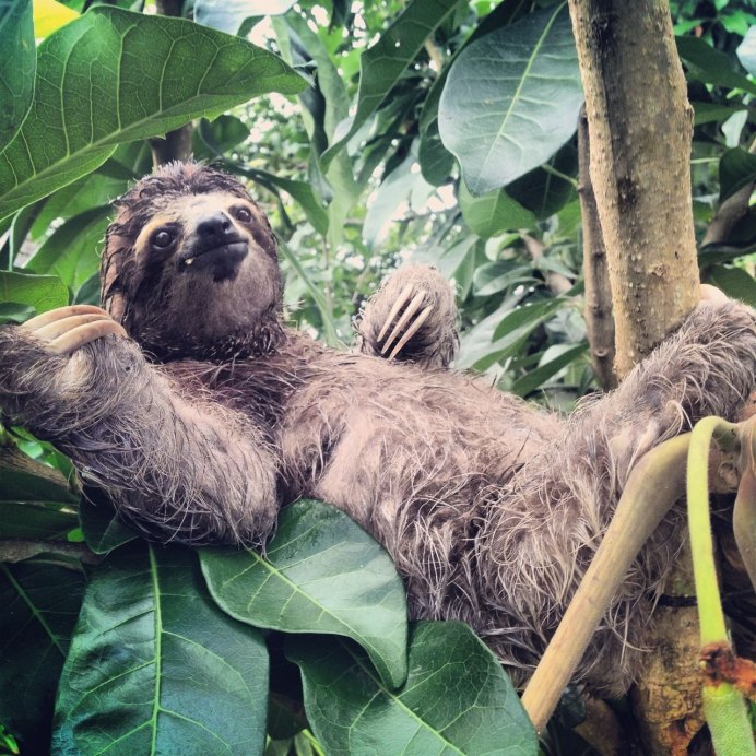 Бурогорлый трёхпалый Ленивец