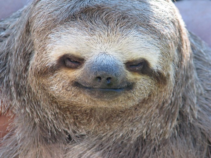 Карликовый трехпалый Ленивец