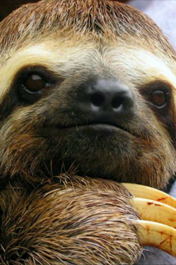 Милые ленивцы