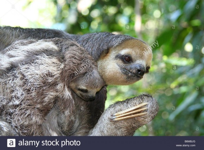 Ошейниковый Ленивец