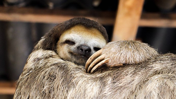 Карликовый трехпалый Ленивец