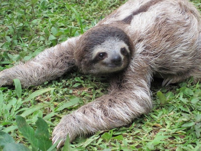 Ленивец улыбается