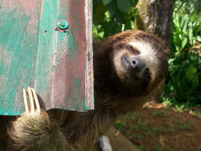 Млекопитающее Ленивец