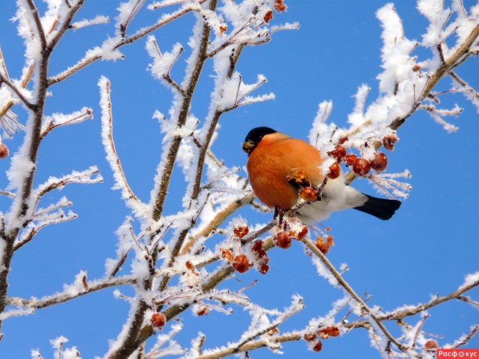 Снегирь в Забайкалье
