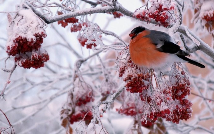 Снегири зимой